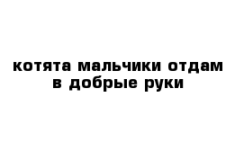 котята мальчики отдам в добрые руки